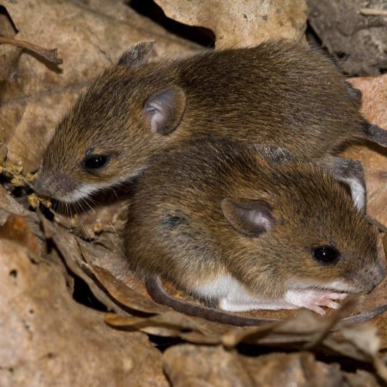 Уничтожения мышей в частном доме в Вологде?