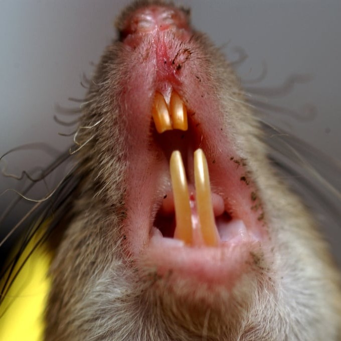 Дератизация крыс в Вологде?